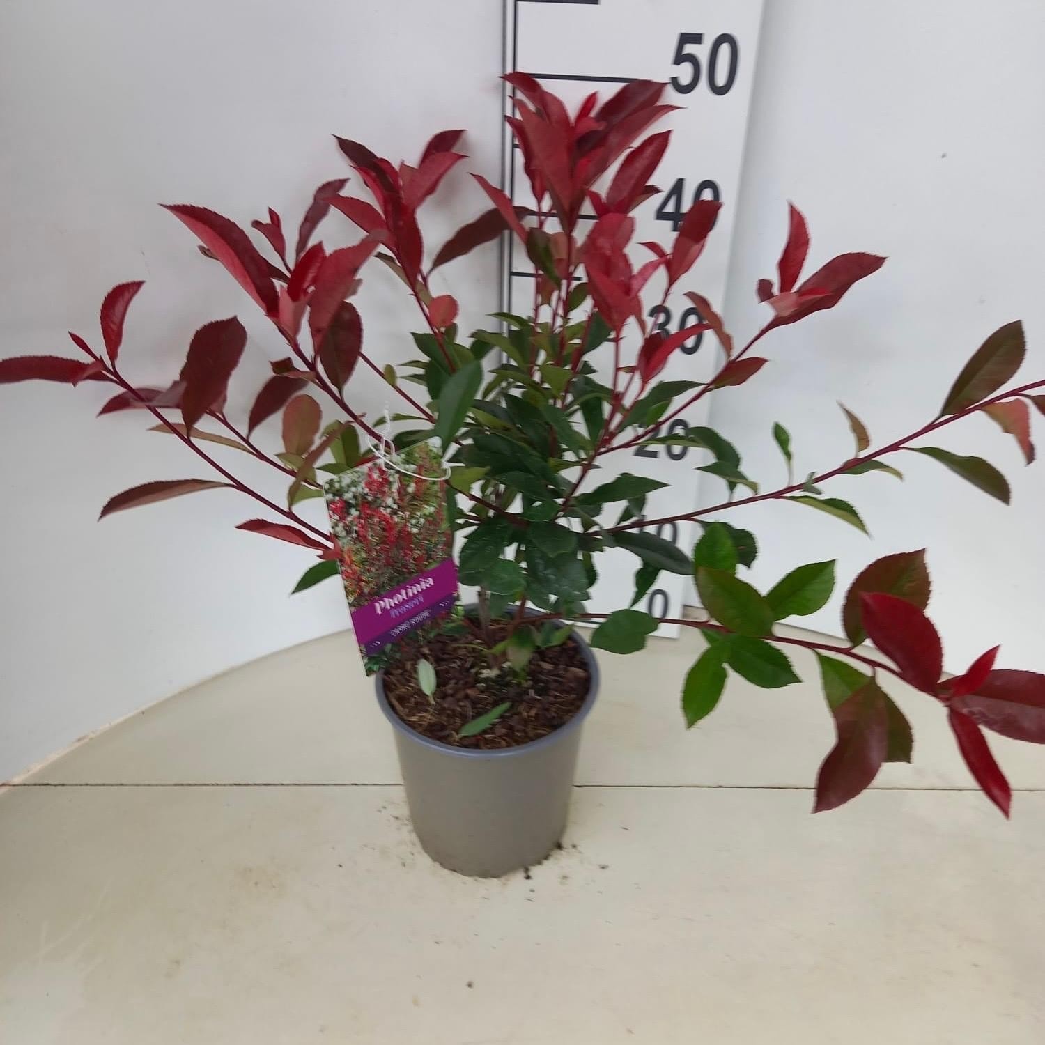Picture of Photinia fraseri 'Carré Rouge'