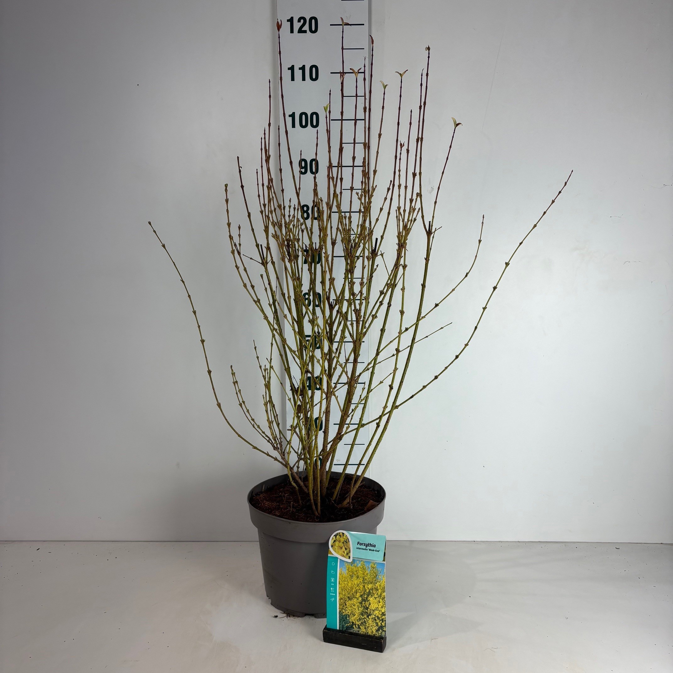 Forsythia intermedia 'Weekend'