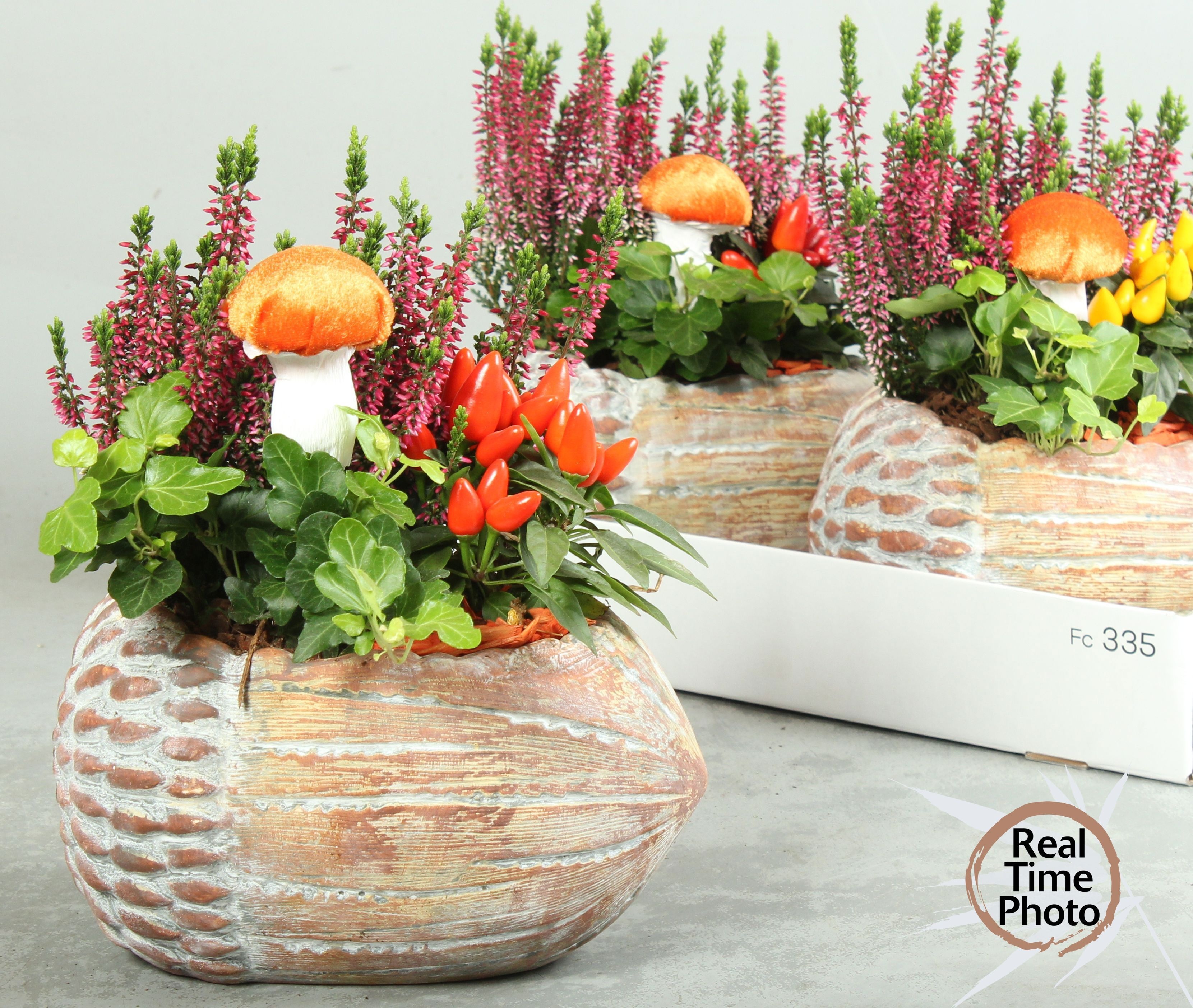 Arr Tuinplanten 24P 30cm