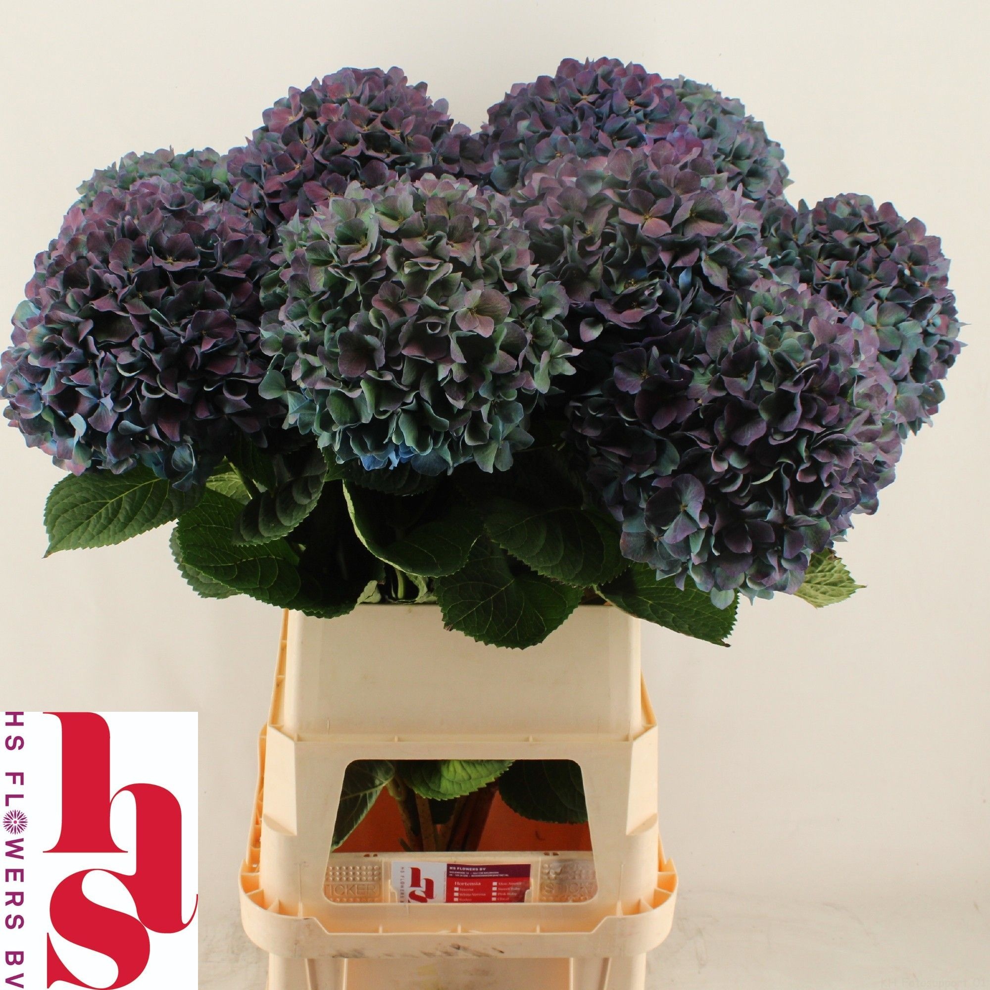 Hydrangea Pimpernel Classic 100cm 26Ø