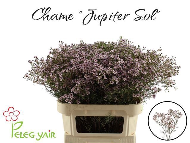 Waxflower Jupiter Sol 80cm 100gram