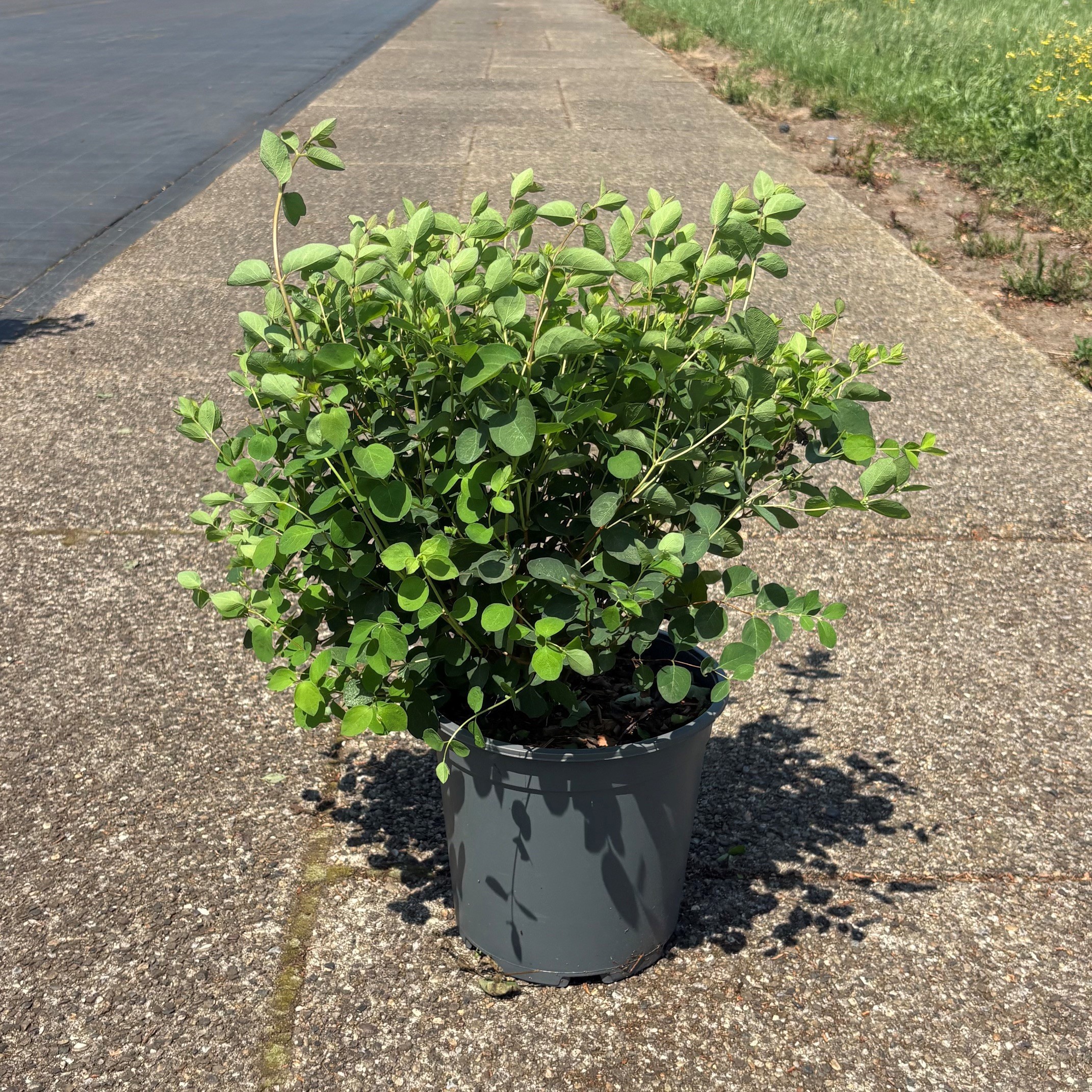 Symphoricarpos doorenbosii 'Mother of Pearl'