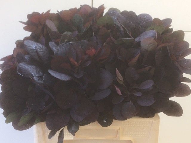 Cotinus Royal Purple 50cm