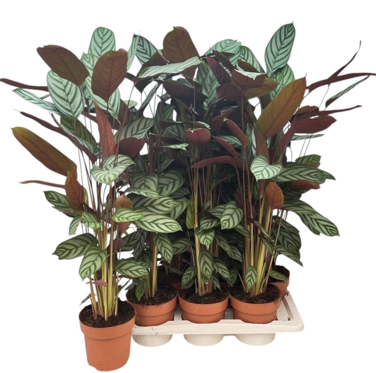 Ctenanthe Compactsta 17P 80H