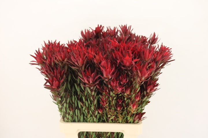 Leucadendron Sal Blush 70cm