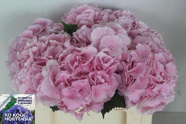 Hydrangea Verena Pink 50cm 19Ø
