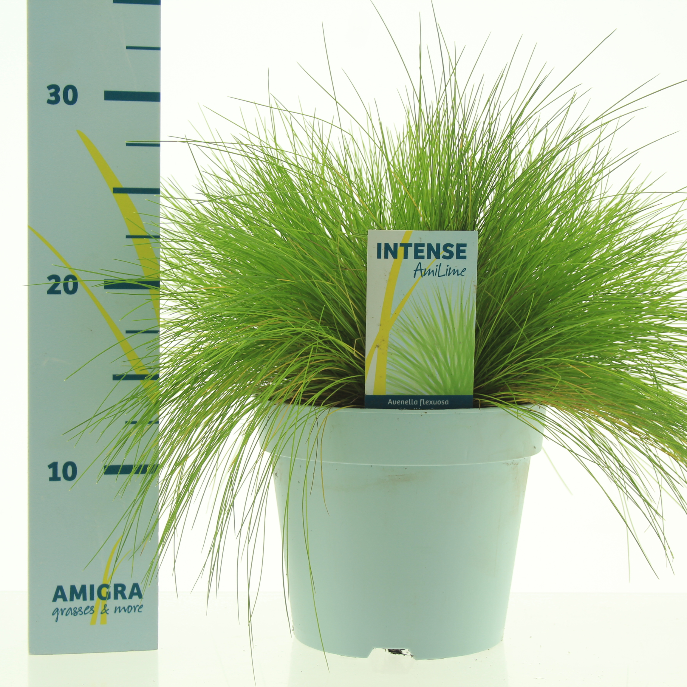 Picture of Deschampsia flexuosa AmiLime®