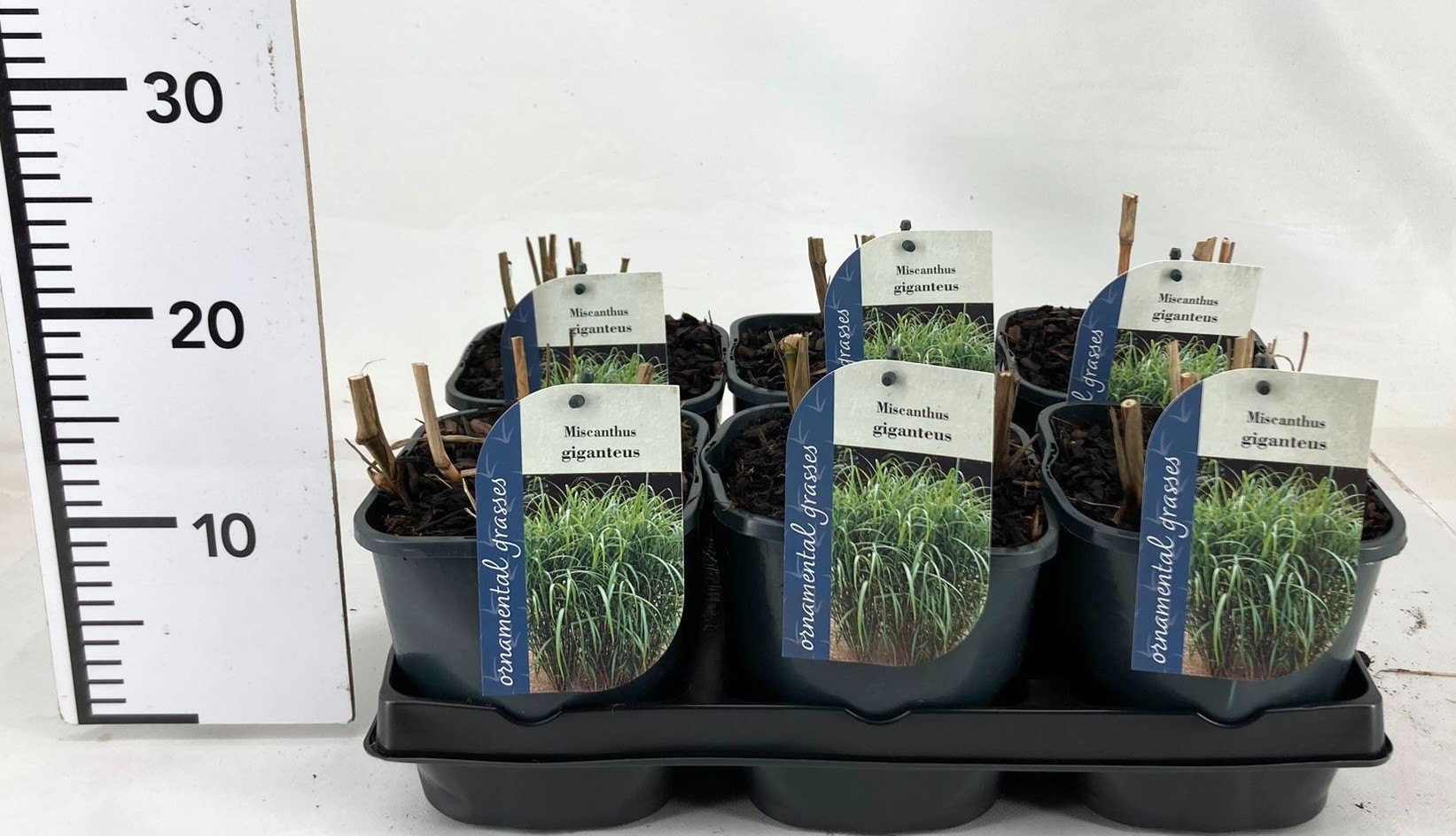 Picture of Miscanthus Giganteus P17 (2 Ltr)