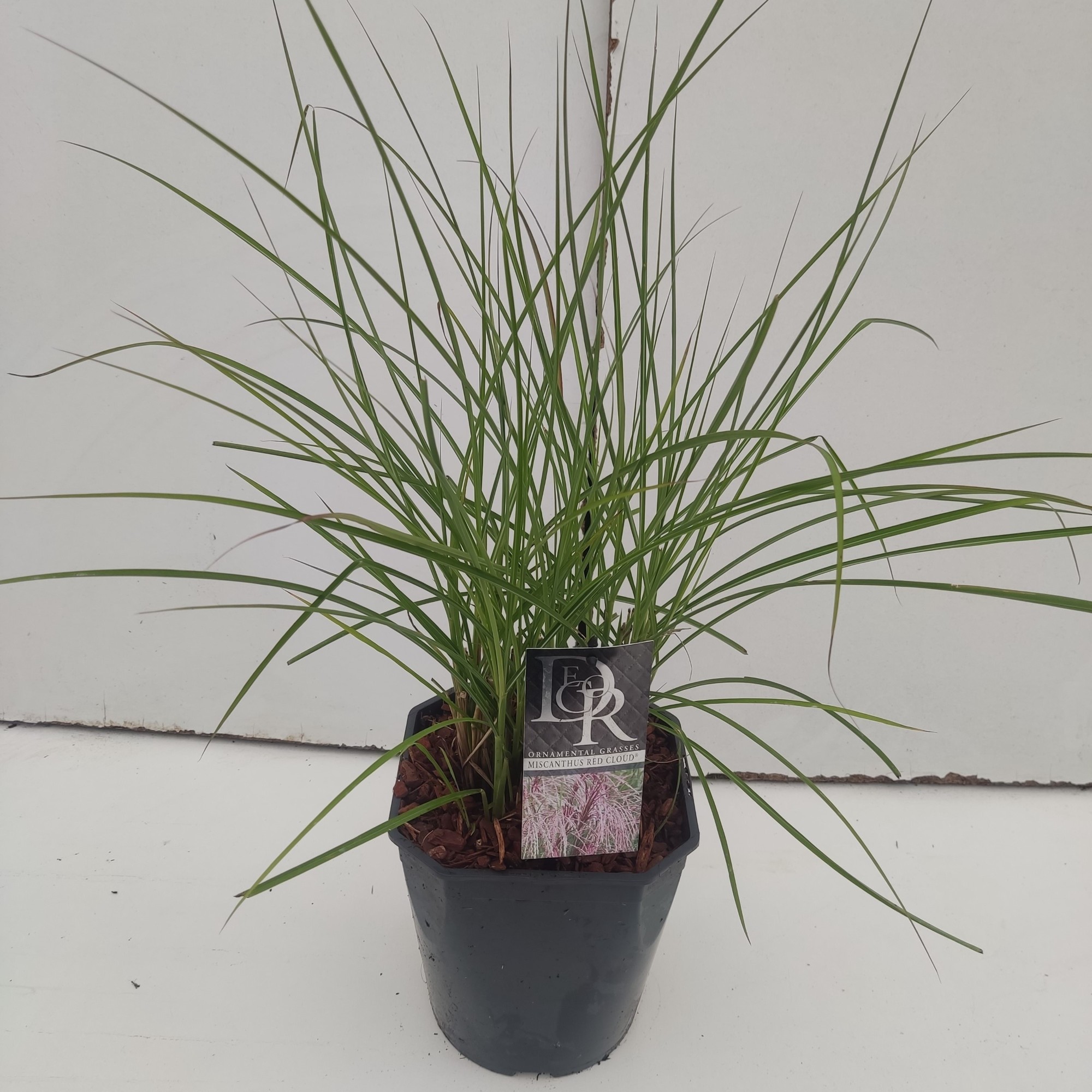 Picture of Miscanthus Red Cloud P23 (5 Ltr) SQUARE