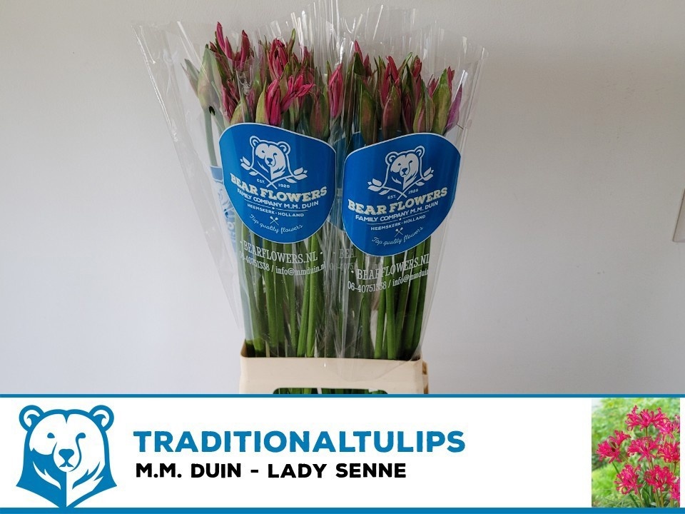 Ne Bo Lady Senne 70cm
