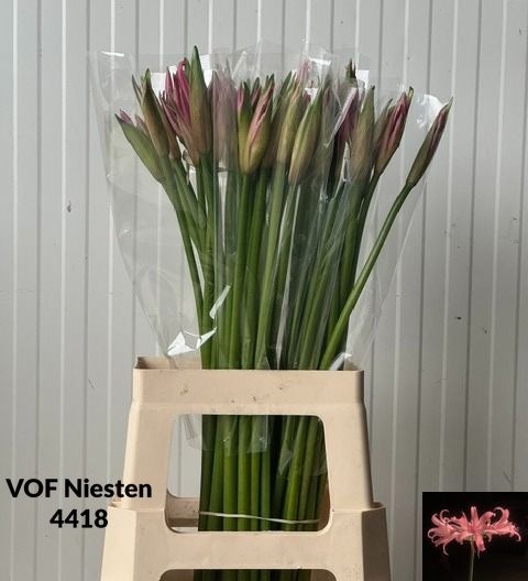 Amarine Smilla 70cm