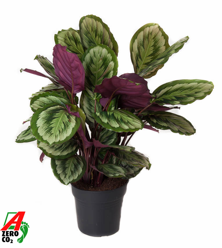 Picture of Calathea Mysty P27 80CM