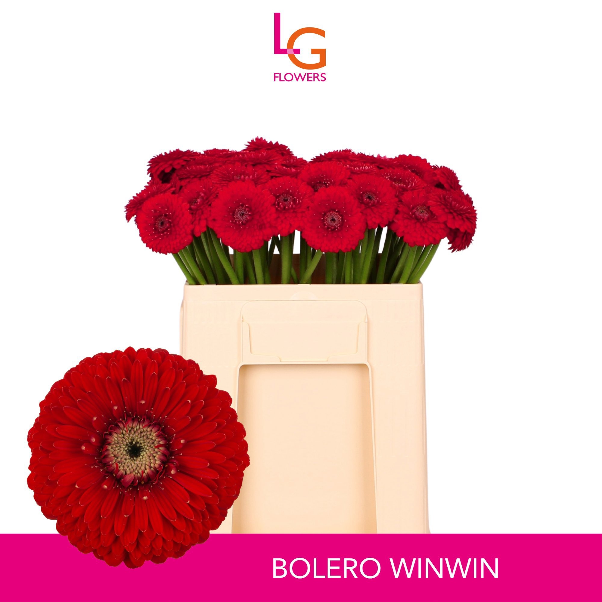 Gerbera Mini Bol Winwin