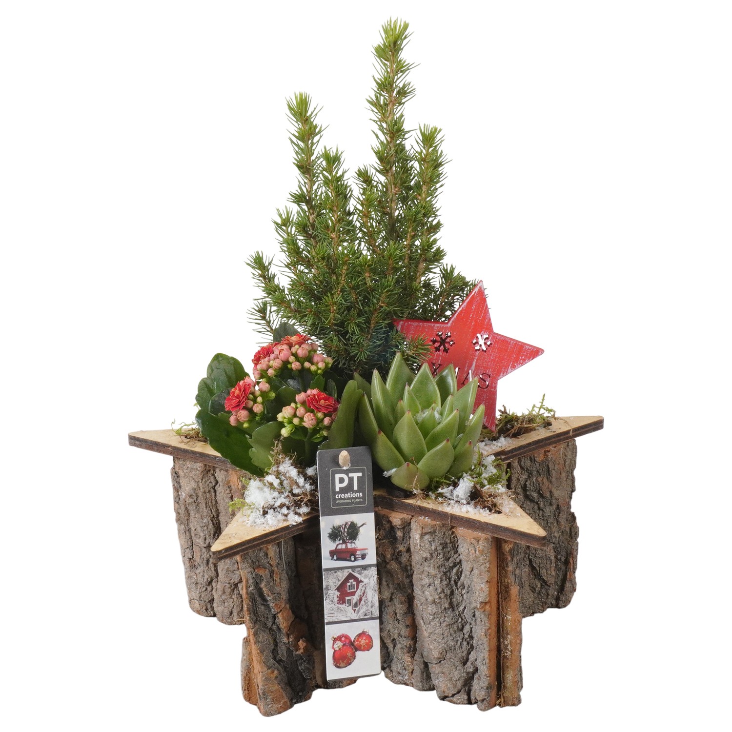 Picture of PTKB9321 Arrangement X-Mas in wooden star P25 33CM