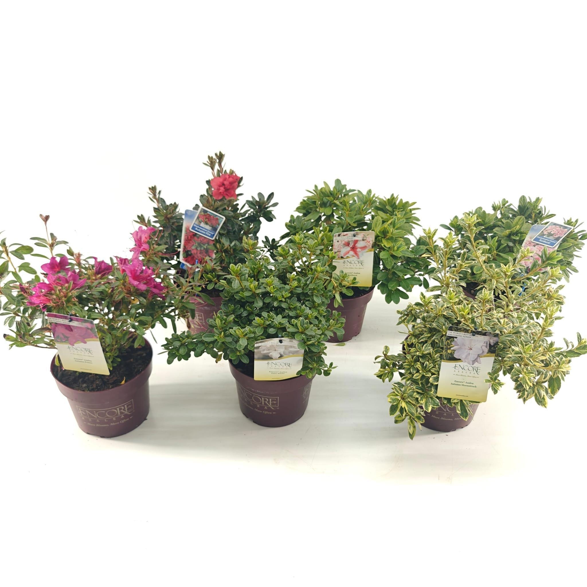 Picture of Rhododendron ENCORE® MIX P19