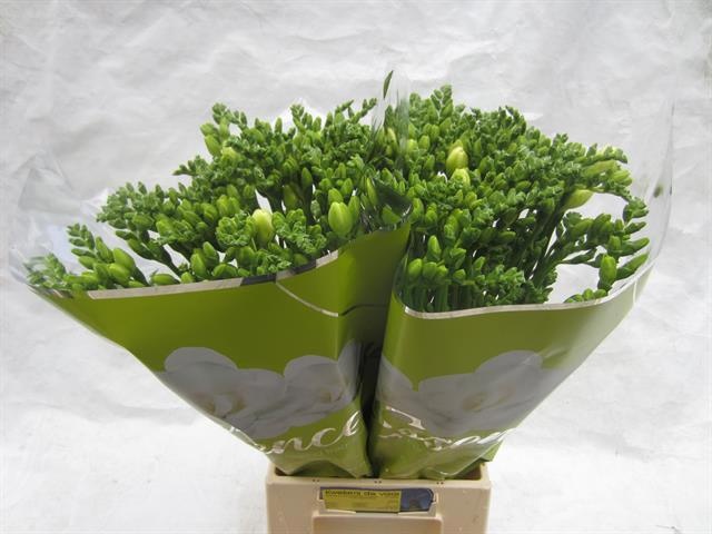 Freesia Double Essence 50cm 28gram