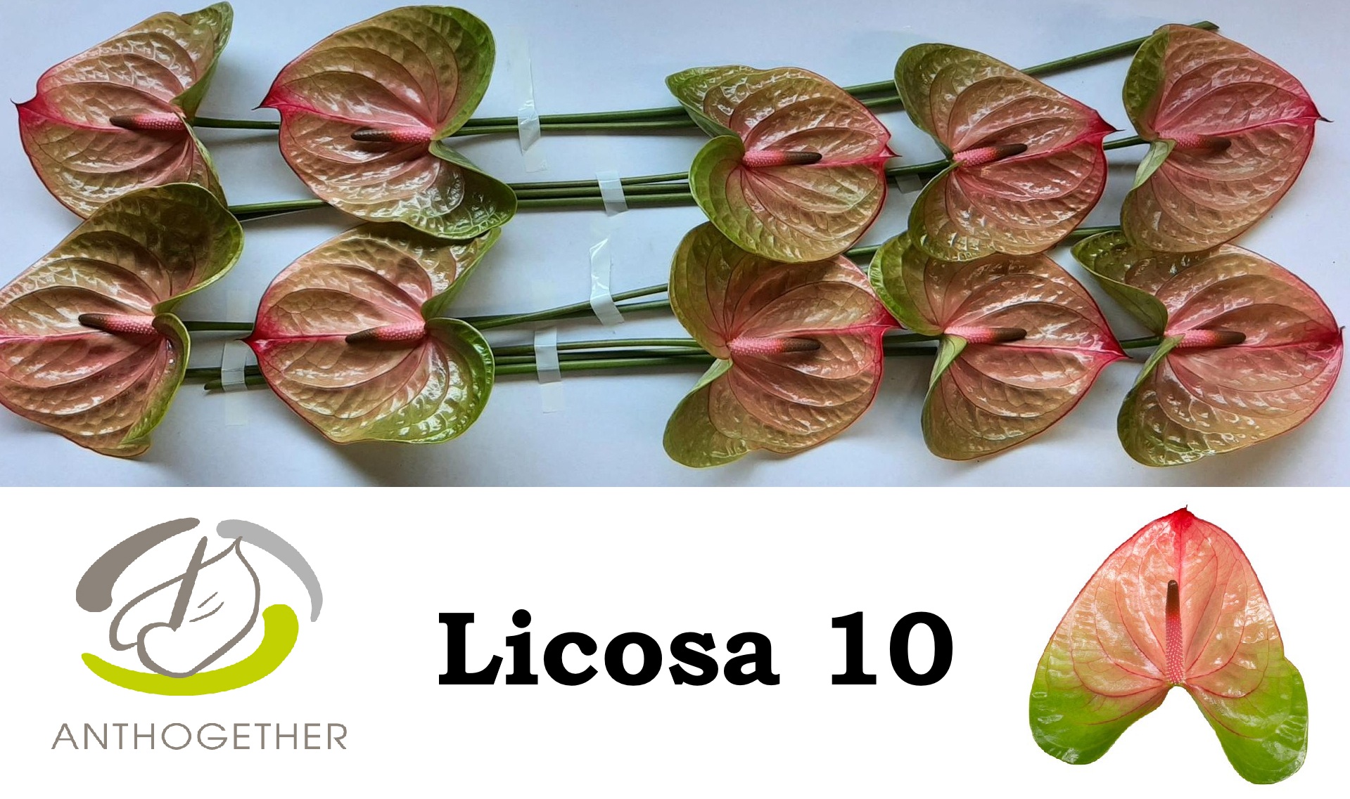 Anthurium Licosa 15Ø