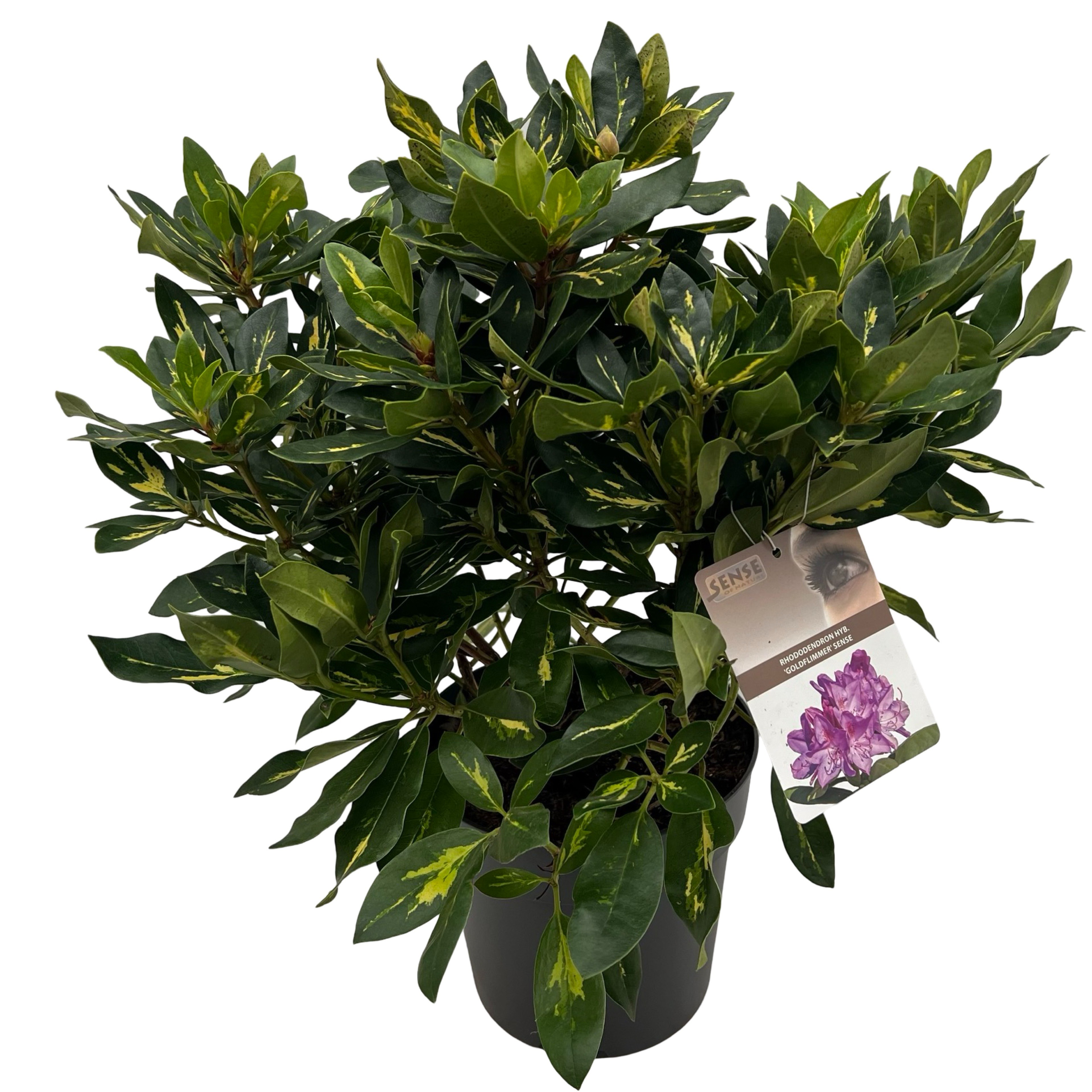 Picture of Rhododendron hyb. 'Goldflimmer' sense