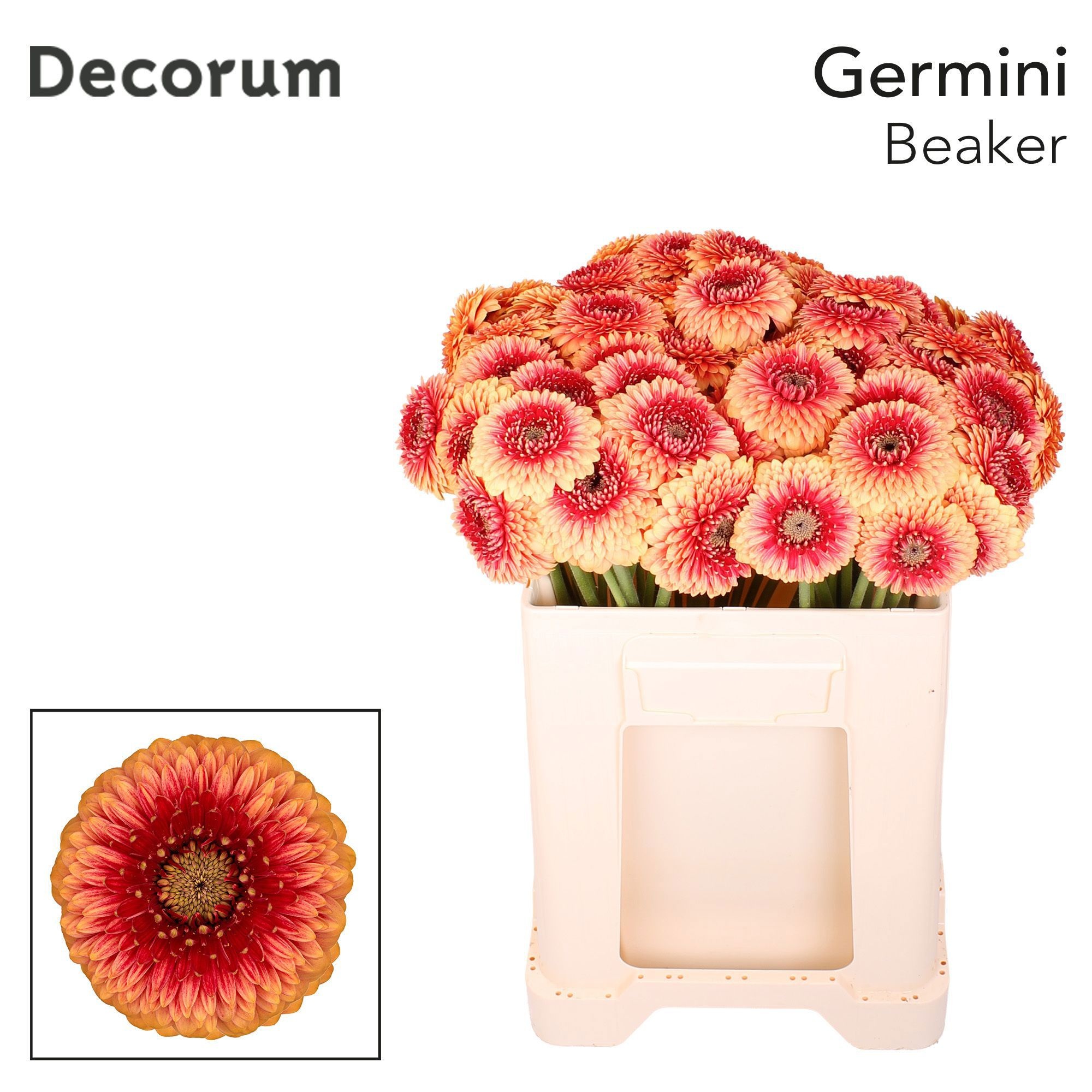 Ge Mb Pom Beaker 50L.cm 23bloei