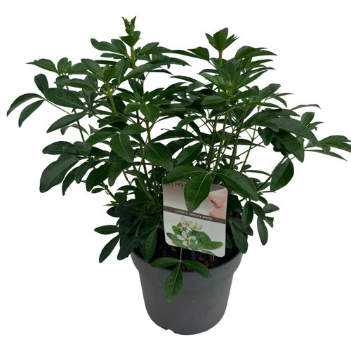 Choisya ternata sense p23 Asra