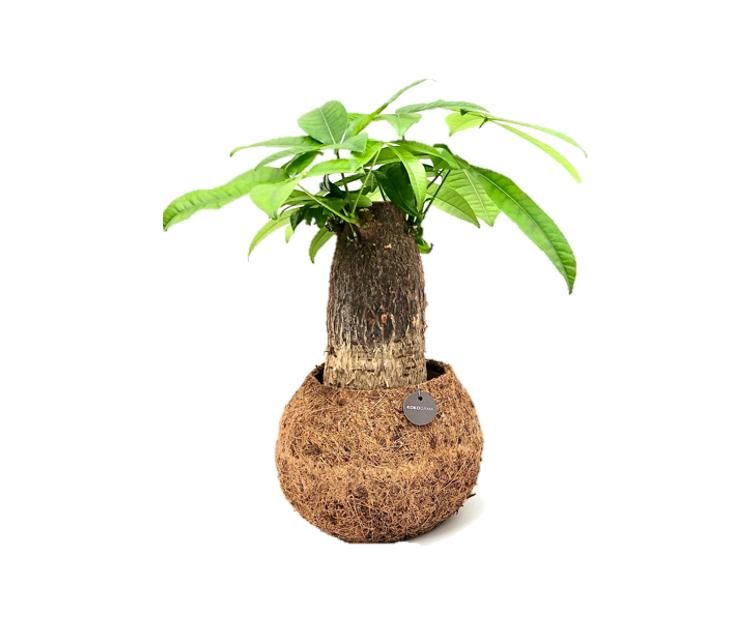 Pachira Aquatica 17Ø 30cm