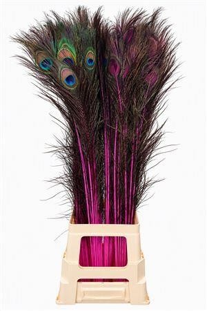 Peacock Feathers 80cm
