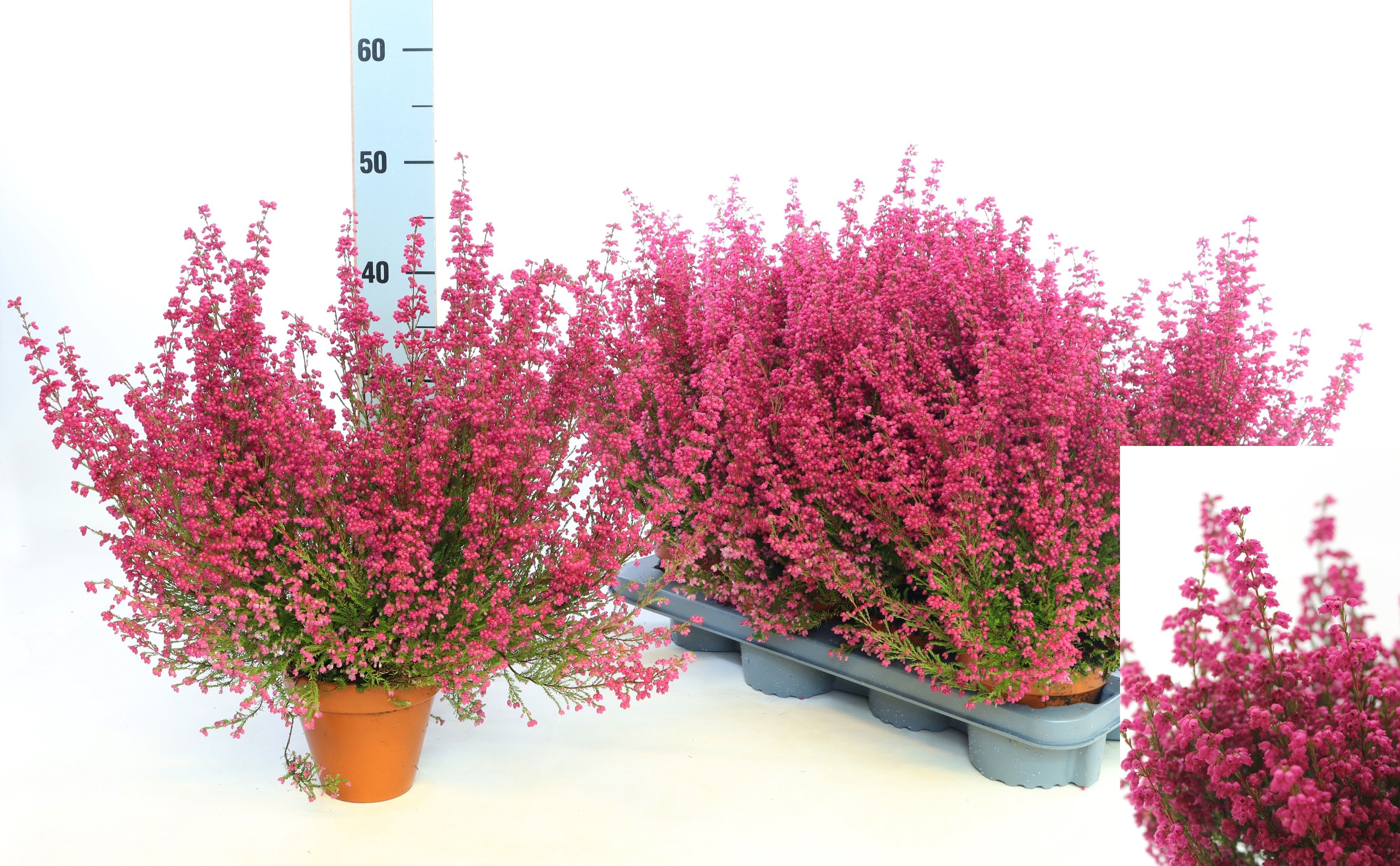Erica Zo Gracilis Ro 12Ø 45cm