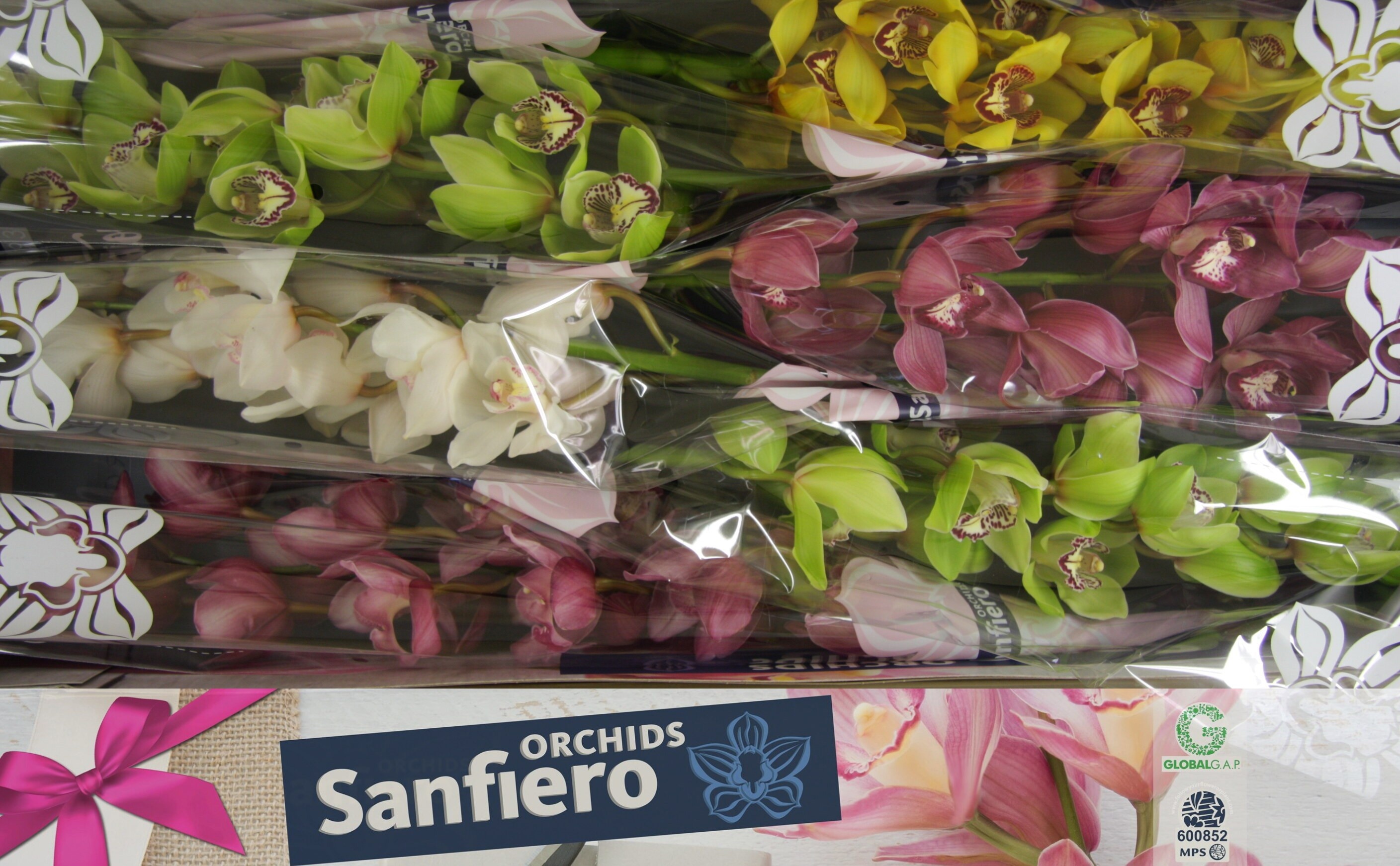 Cymbidium Asst 13bl