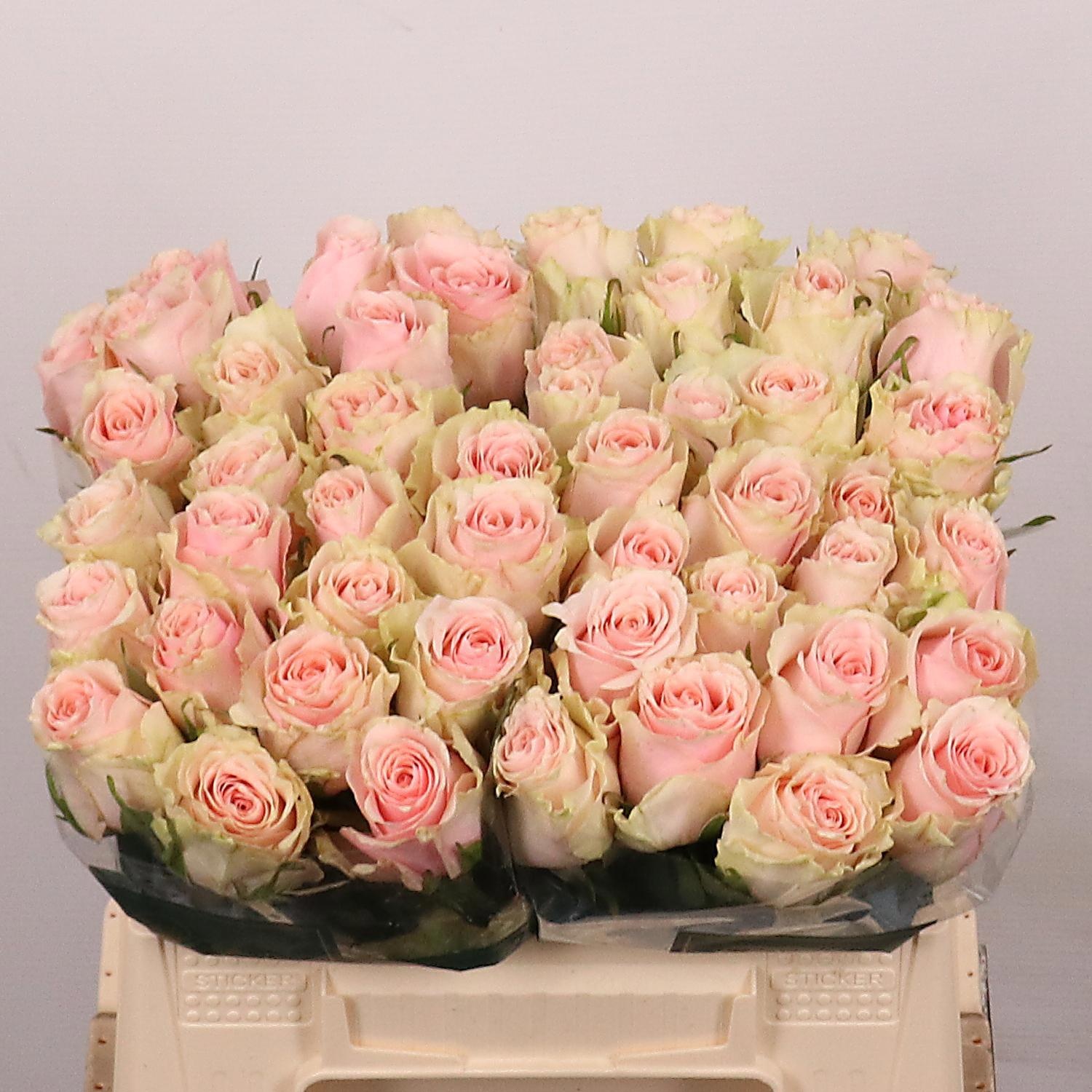 Rosa Frutteto 35cm