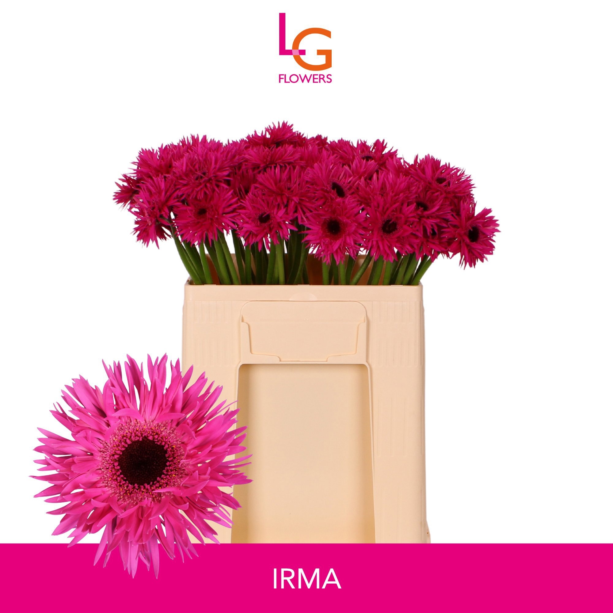 Ge Ms Punki Irma 50L.cm