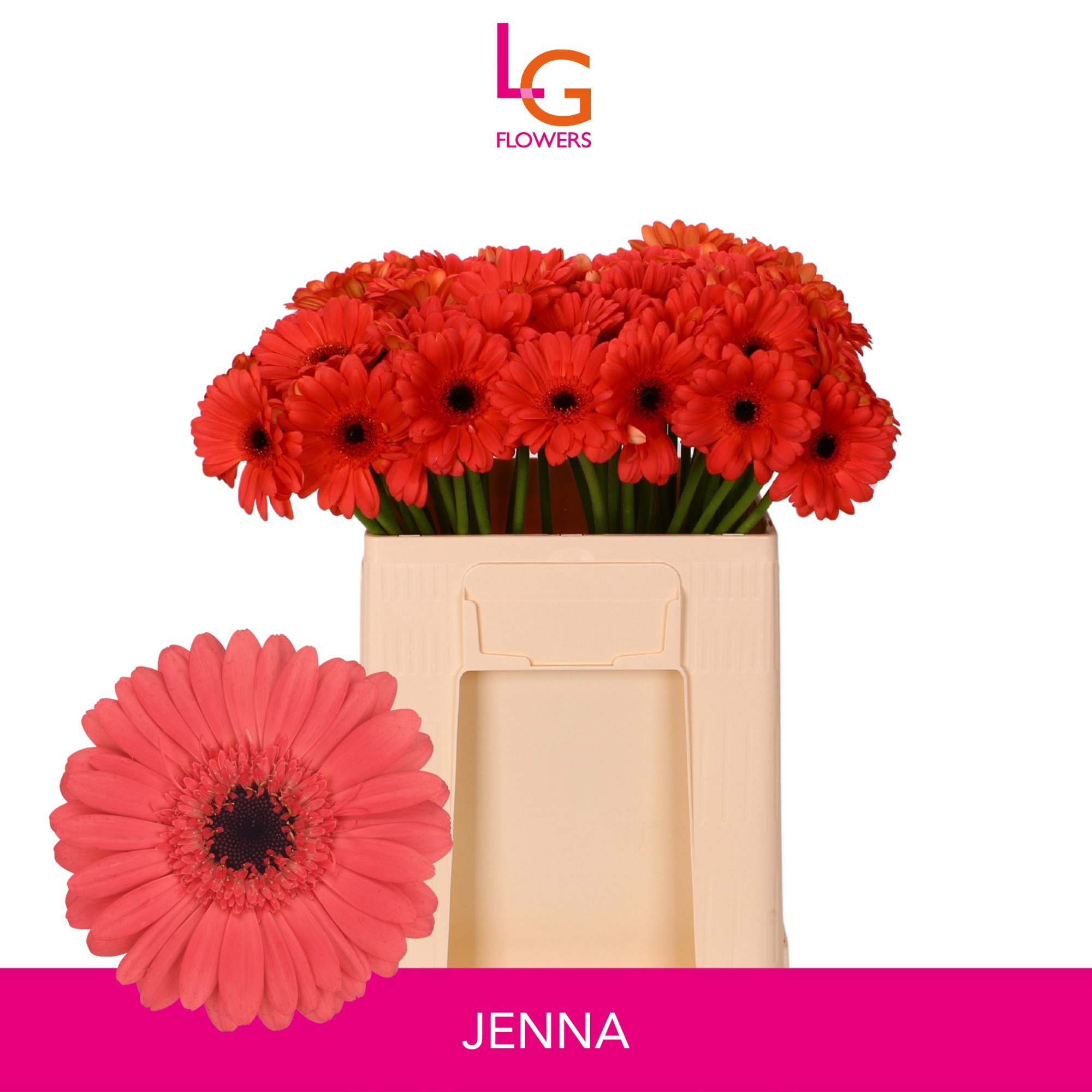 Gerbera Mini Jenna