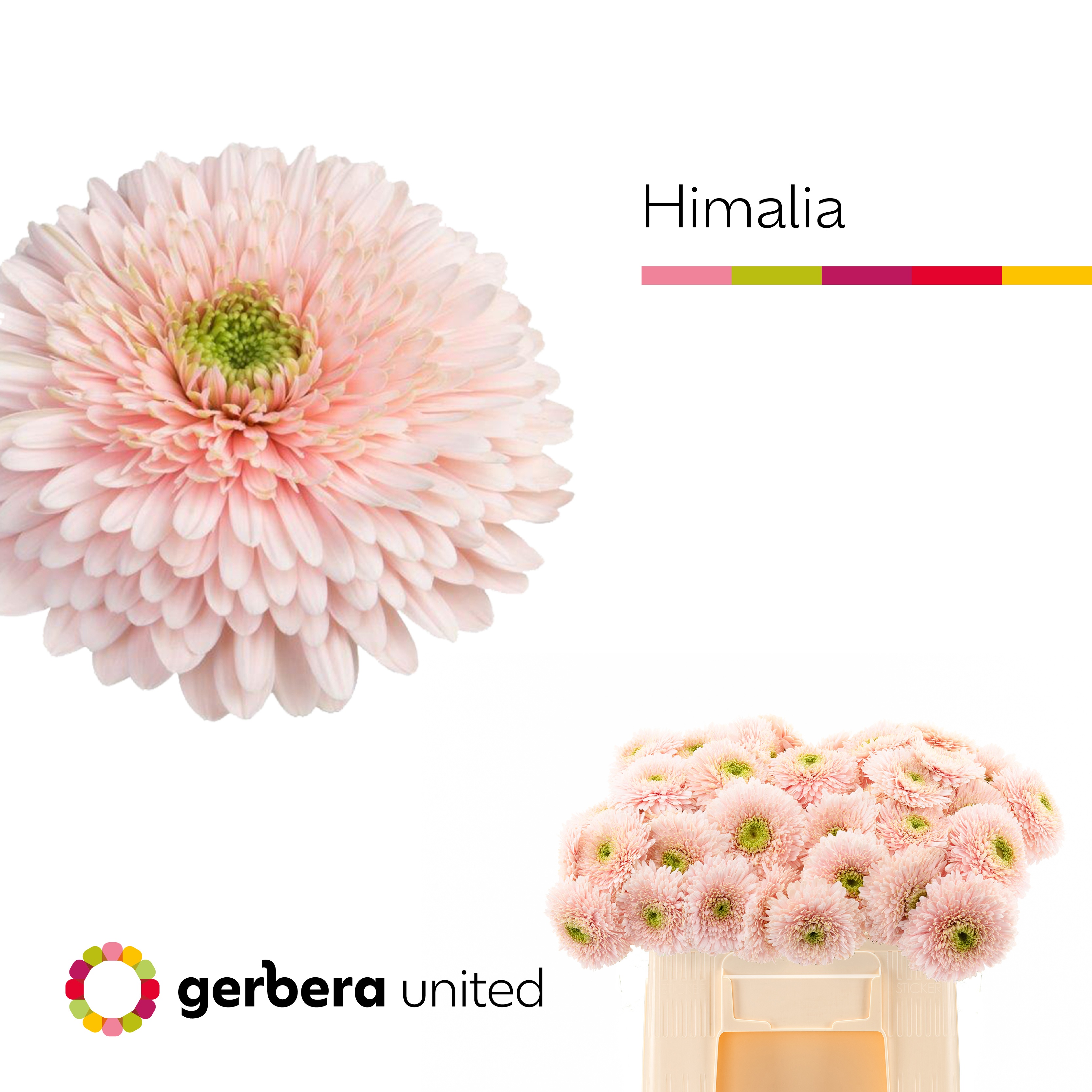 Gerbera Mini Pomponi Gterra Himalaya