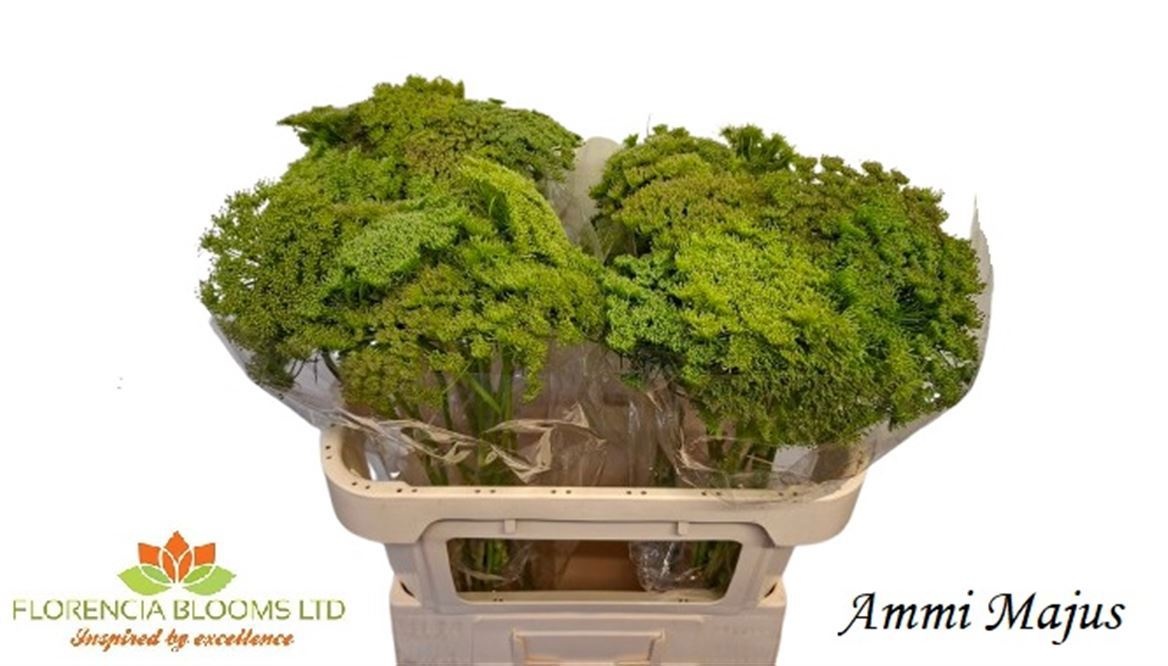 Ammi Majus 70L.cm 23bloei