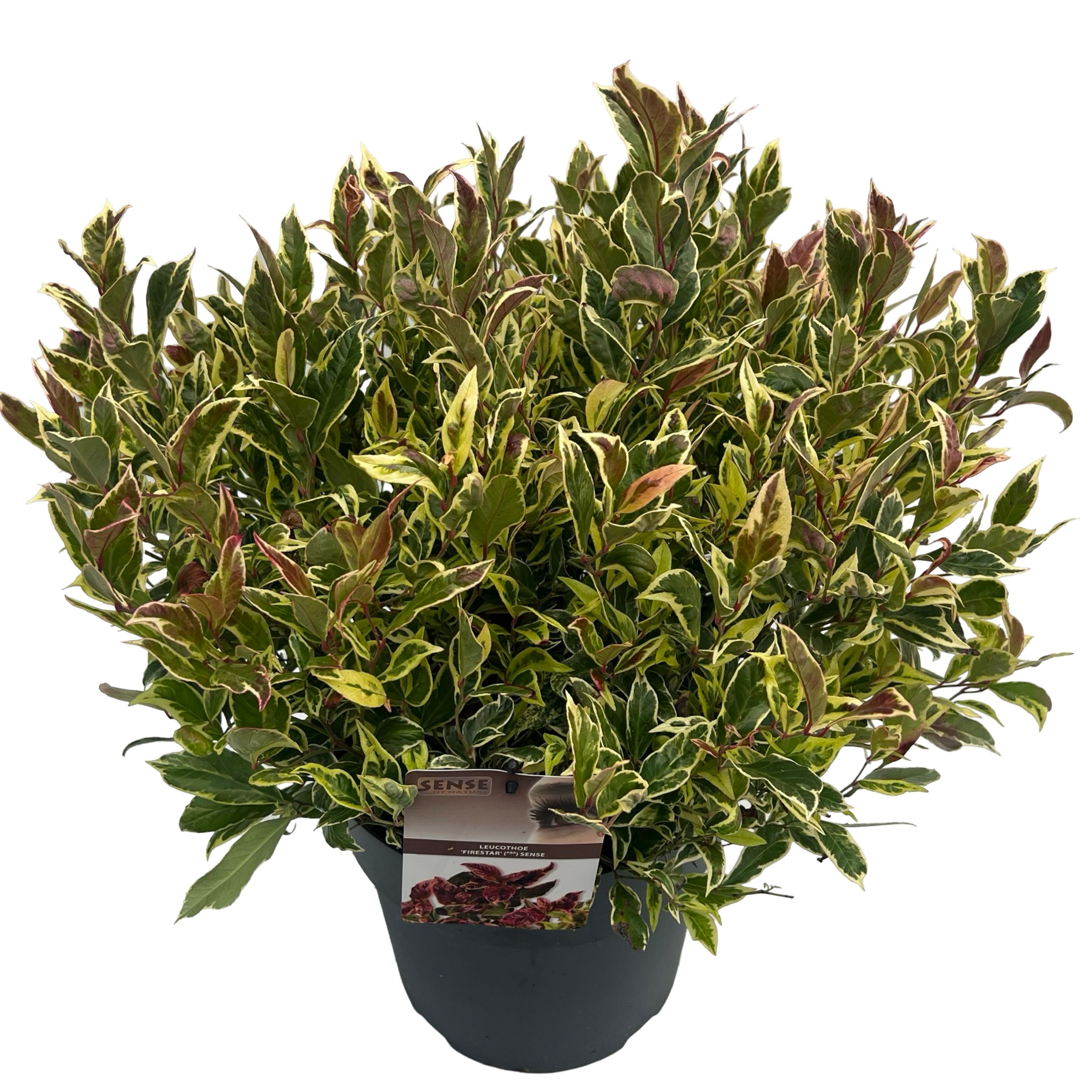 Picture of Leucothoe Fire Star ® sense P29 (10 Ltr) (LOOSE)