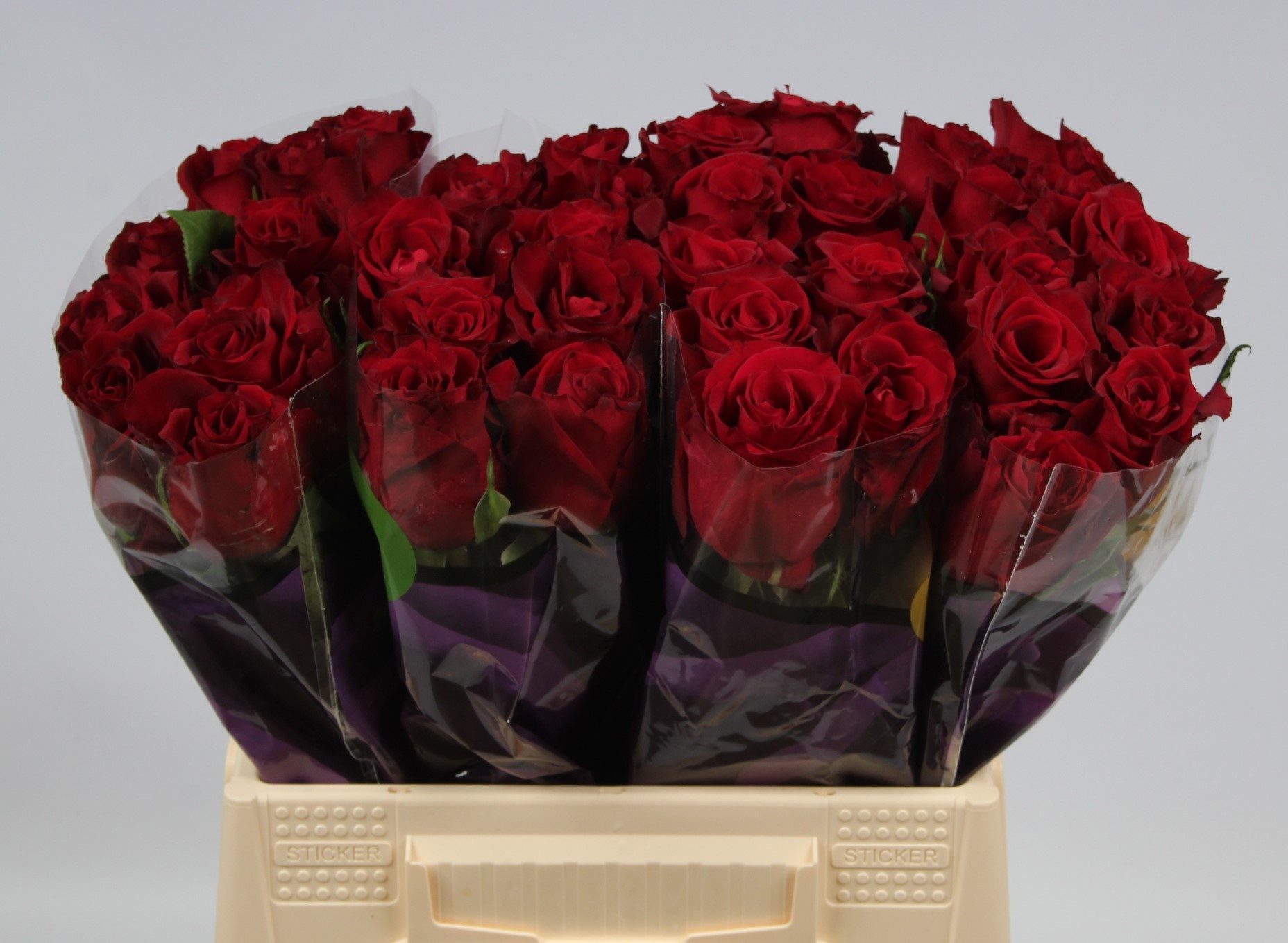 Rosa Ever Red 40cm