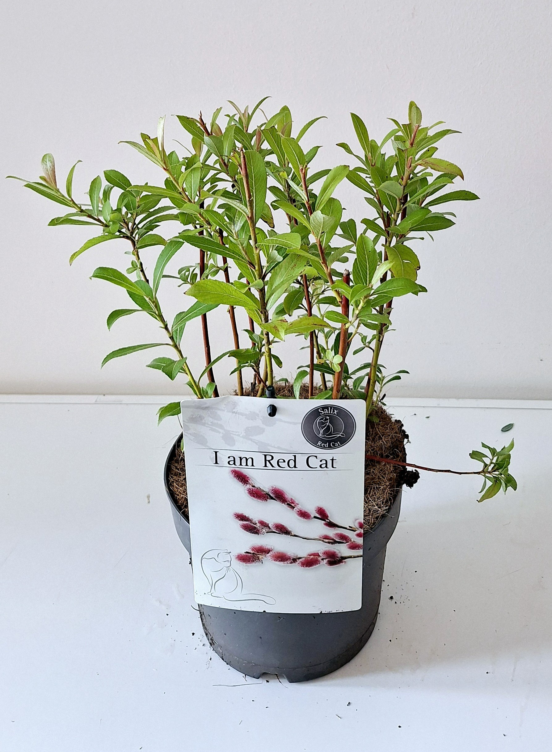 Picture of Salix gracilistyla Mount Aso P17 (2 Ltr) (LOOSE)