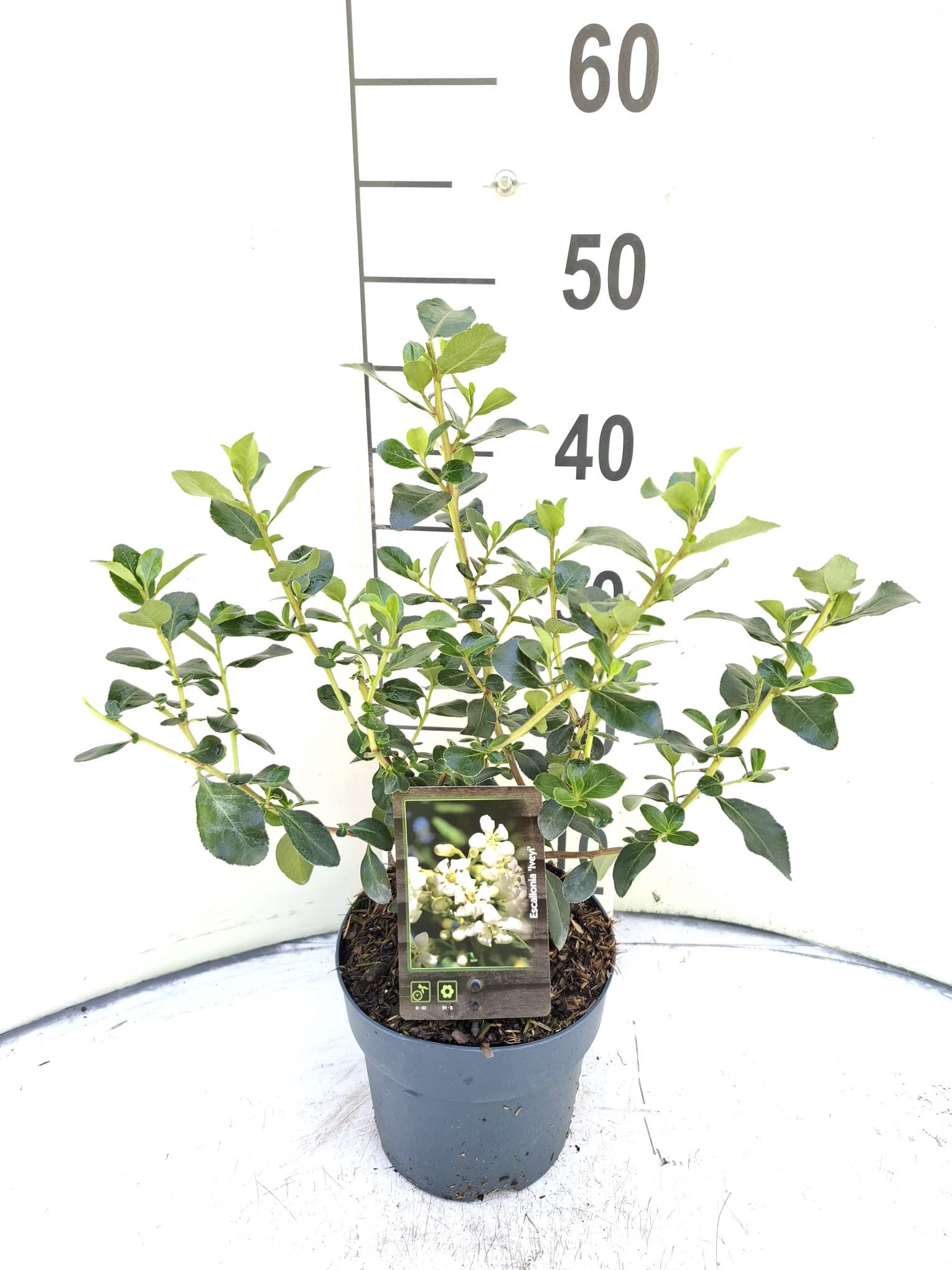Escallonia 'Iveyi'