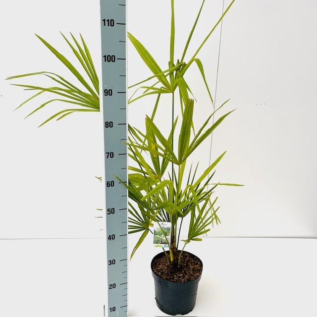 Picture of Trachycarpus Fortunei C5 80-100