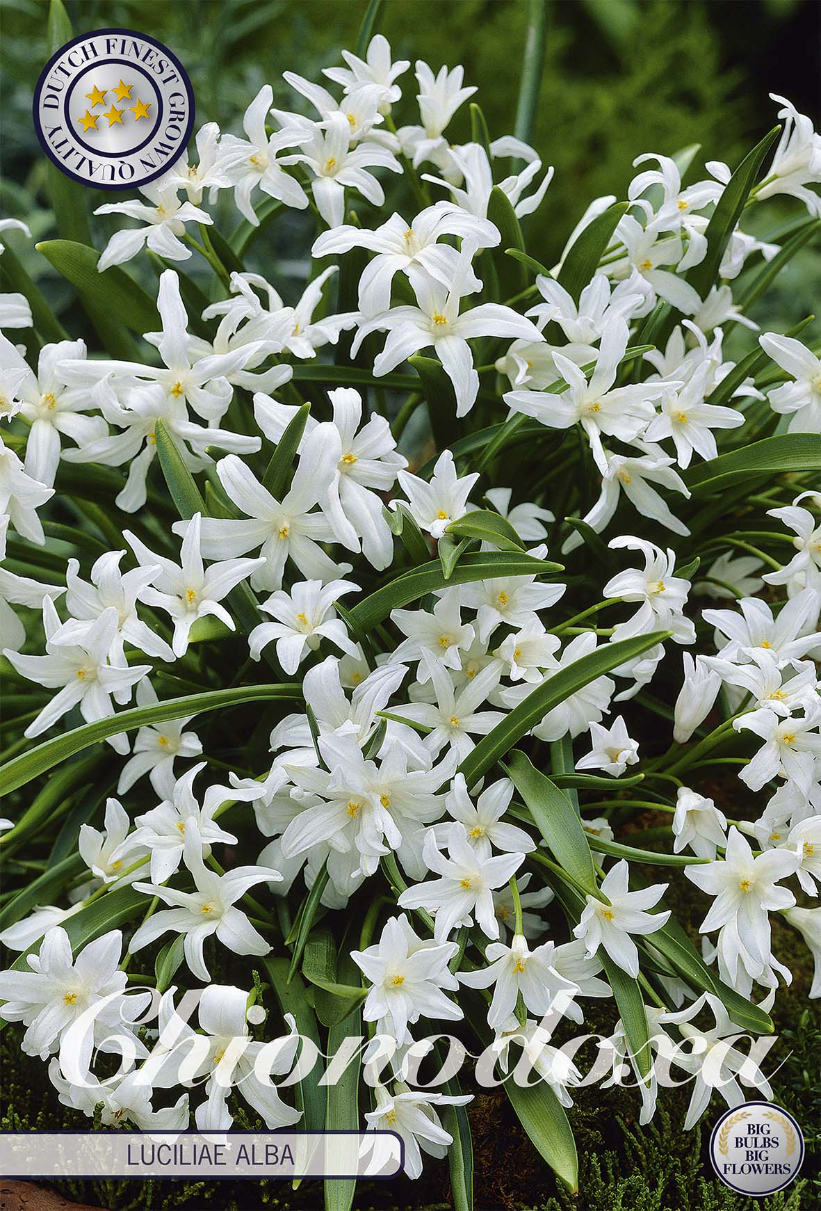 Chionodoxa luciliae 'Alba'