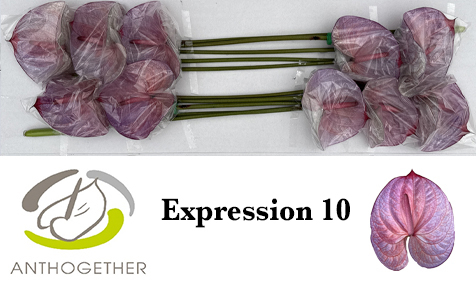 Anth A Klb 'expression' H% 10