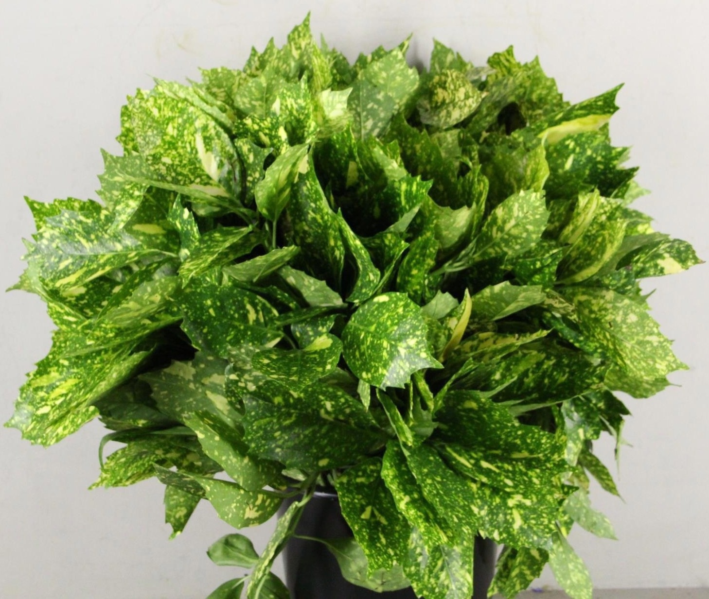 Aucuba Japonica Bs