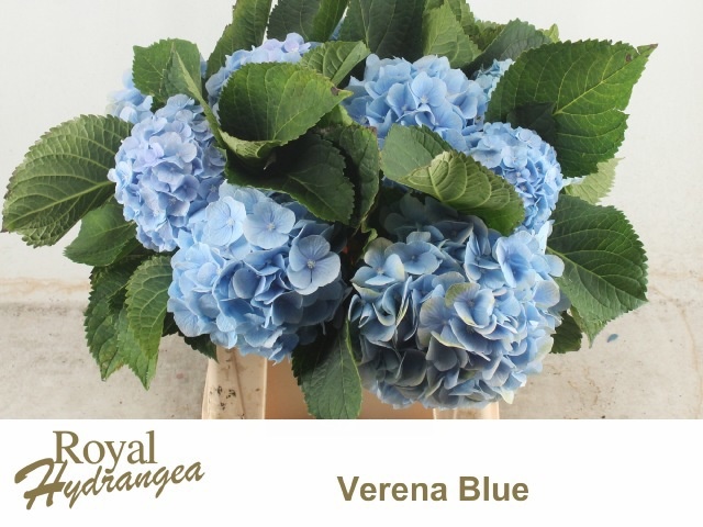 Hydrangea Verena Blue 40cm 18Ø