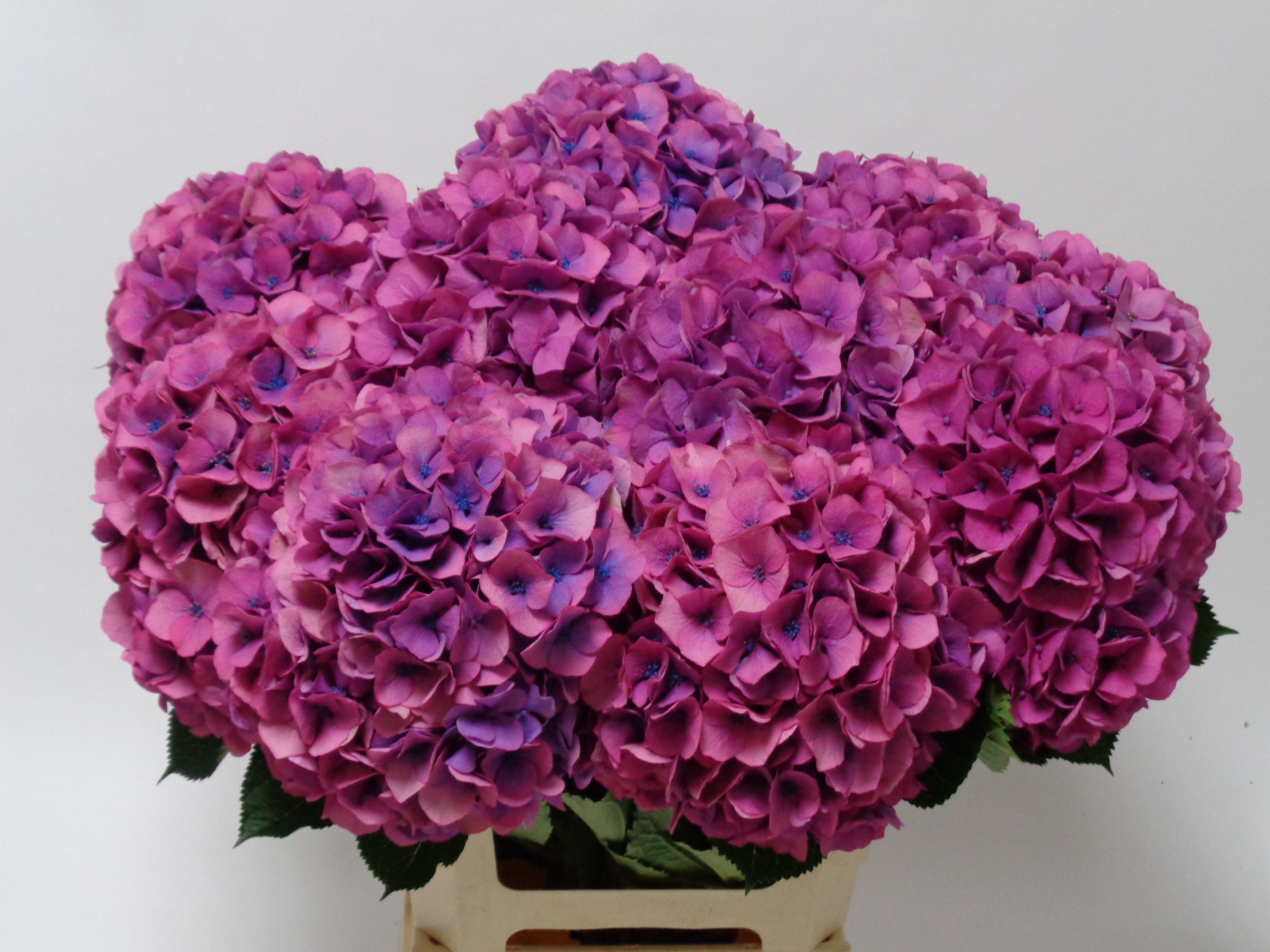 Hydrangea Royal Venice 60cm 18Ø
