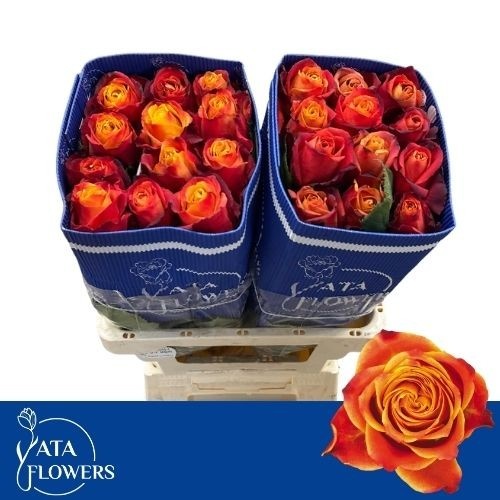 Rosa Atomic 50cm