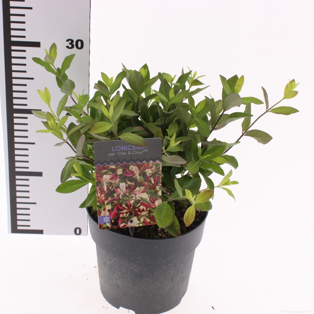 Lonicera climbing periclymenum 'Chic and Choc' | Gardenline