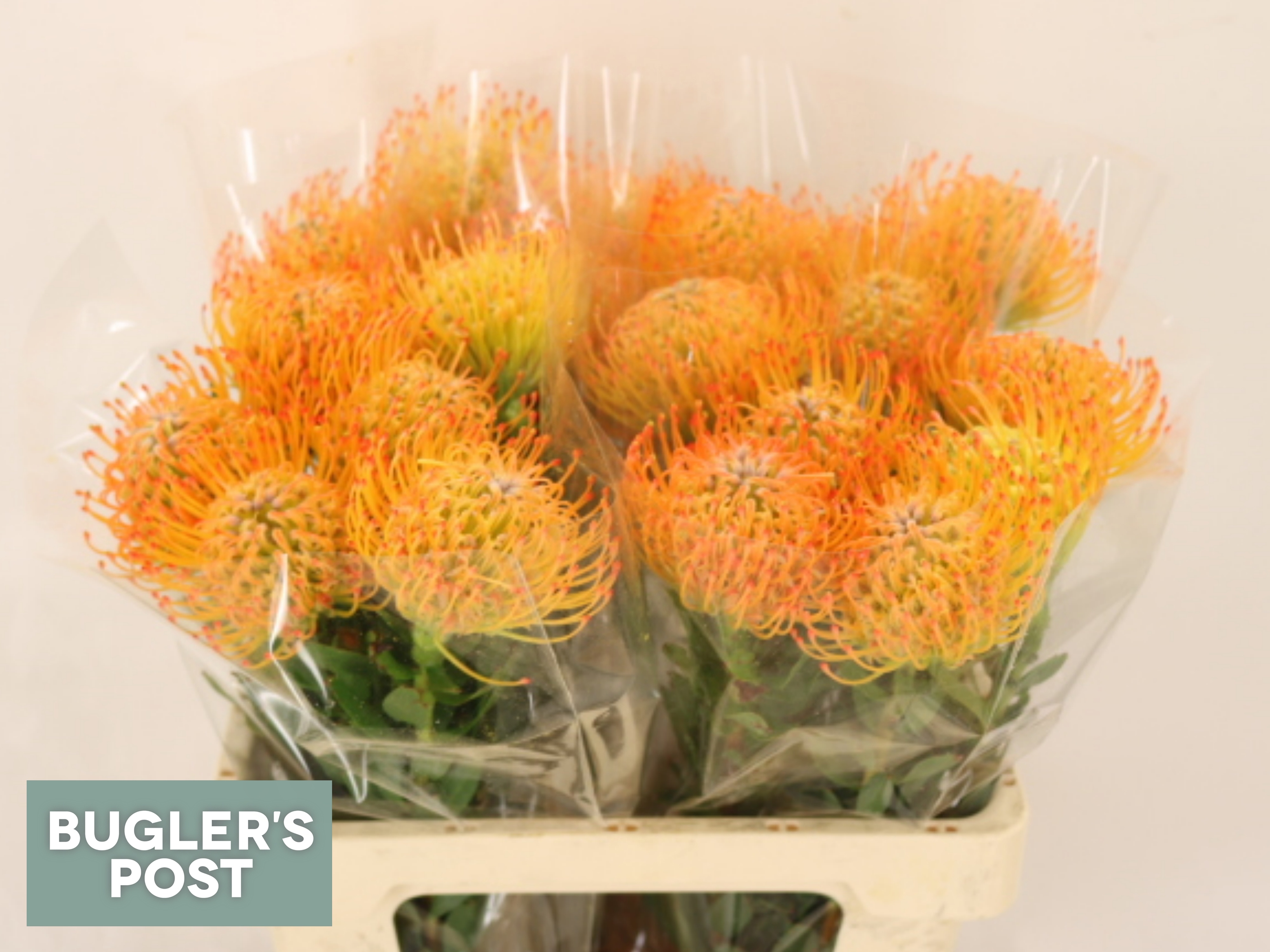Leucospermum Ayoba Sun 60cm