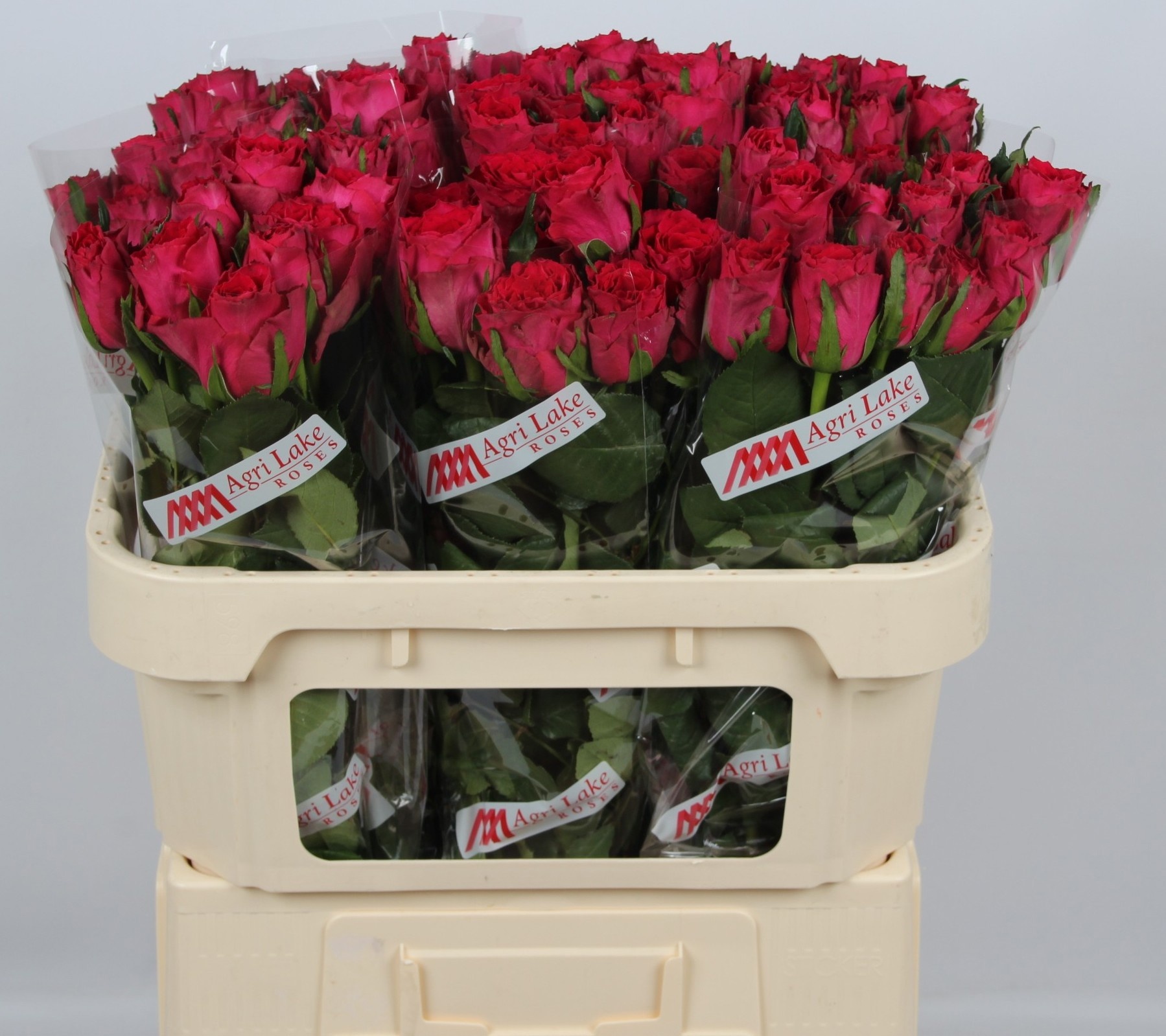 Rosa Madam Cerise 70cm