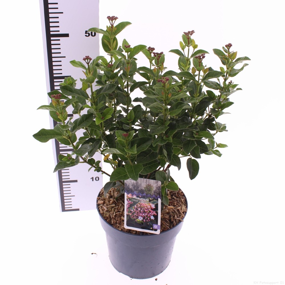 Picture of Viburnum tinus 'Lisarose'