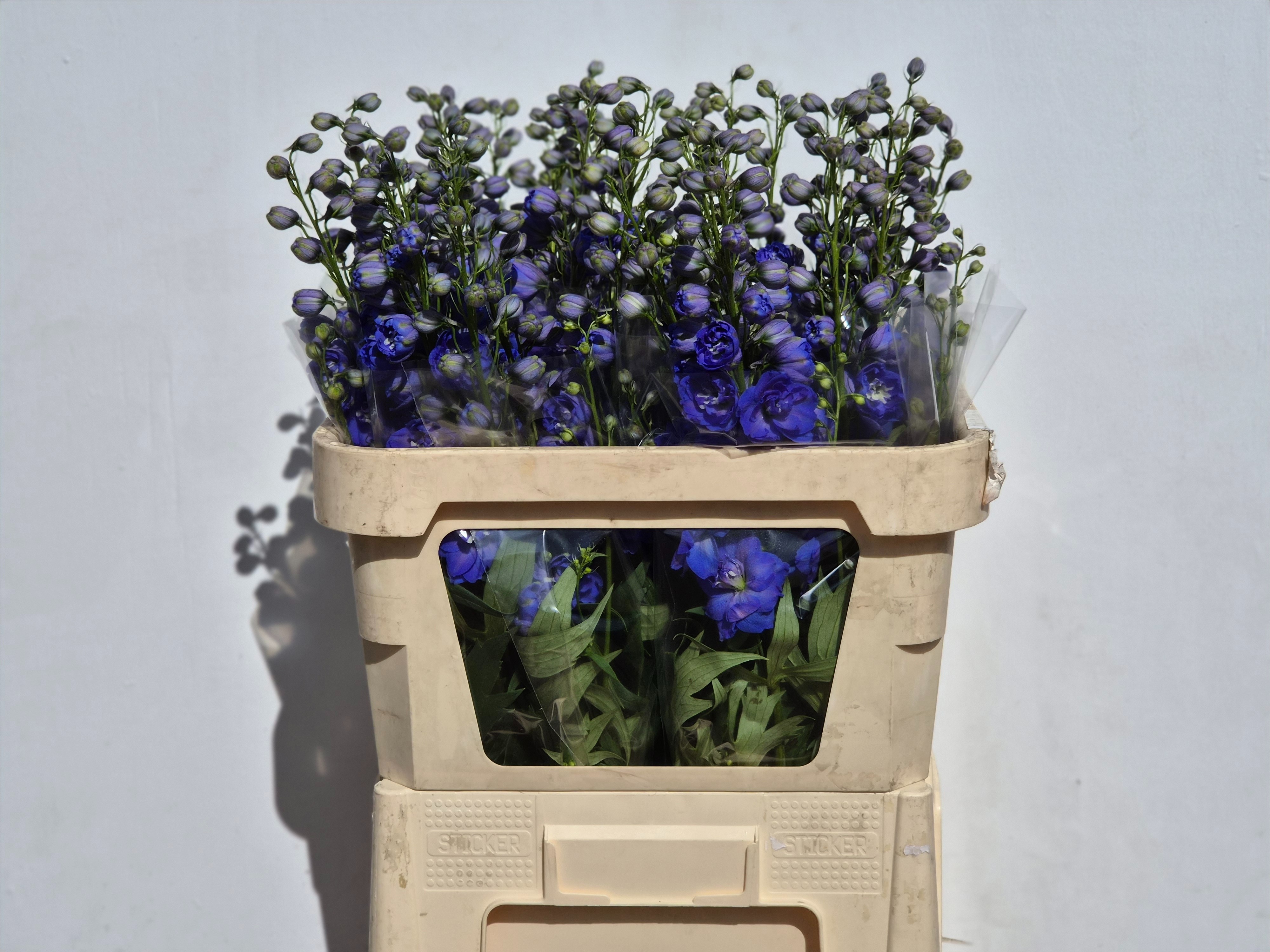 Delphinium El Double Delphi's Morning Light 80cm