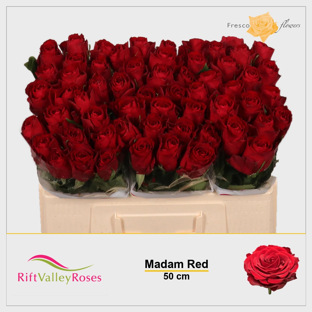 Rosa Madam Red 50cm